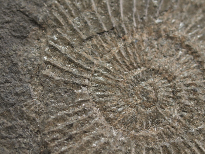 Ammonite Fossil in Matrix